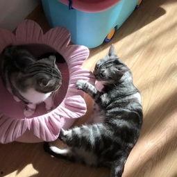 娱乐喵吃瓜,揭秘娱乐圈那些不为人知的幕后故事